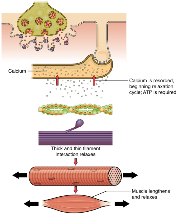 Diagram of Relaxation of a muscle fibre.