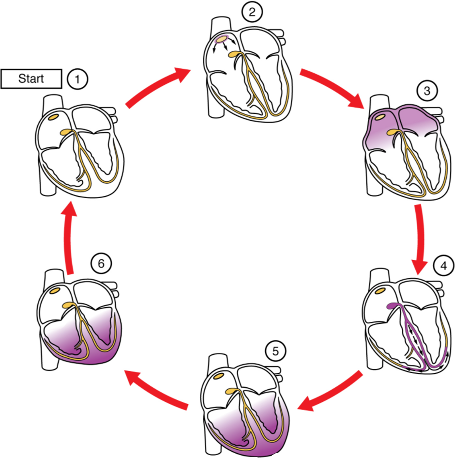 Figure 6.2.3. Cardiac conduction. (1) The sinoatrial (SA) node and the remainder of the conduction system are at rest. (2) The SA node initiates the action potential, which sweeps across the atria. (3) After reaching the atrioventricular node, there is a delay of approximately 100 ms that allows the atria to complete pumping blood before the impulse is transmitted to the atrioventricular bundle. (4) Following the delay, the impulse travels through the atrioventricular bundle and bundle branches to the Purkinje fibres, and reaches the right papillary muscle via the moderator band. (5) The impulse spreads to the contractile fibres of the ventricle. (6) Ventricular contraction begins.