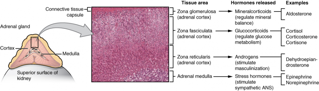 Diagram of adrenal glands