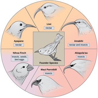 Adaptive Radiation