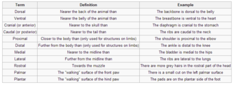 Directional terms