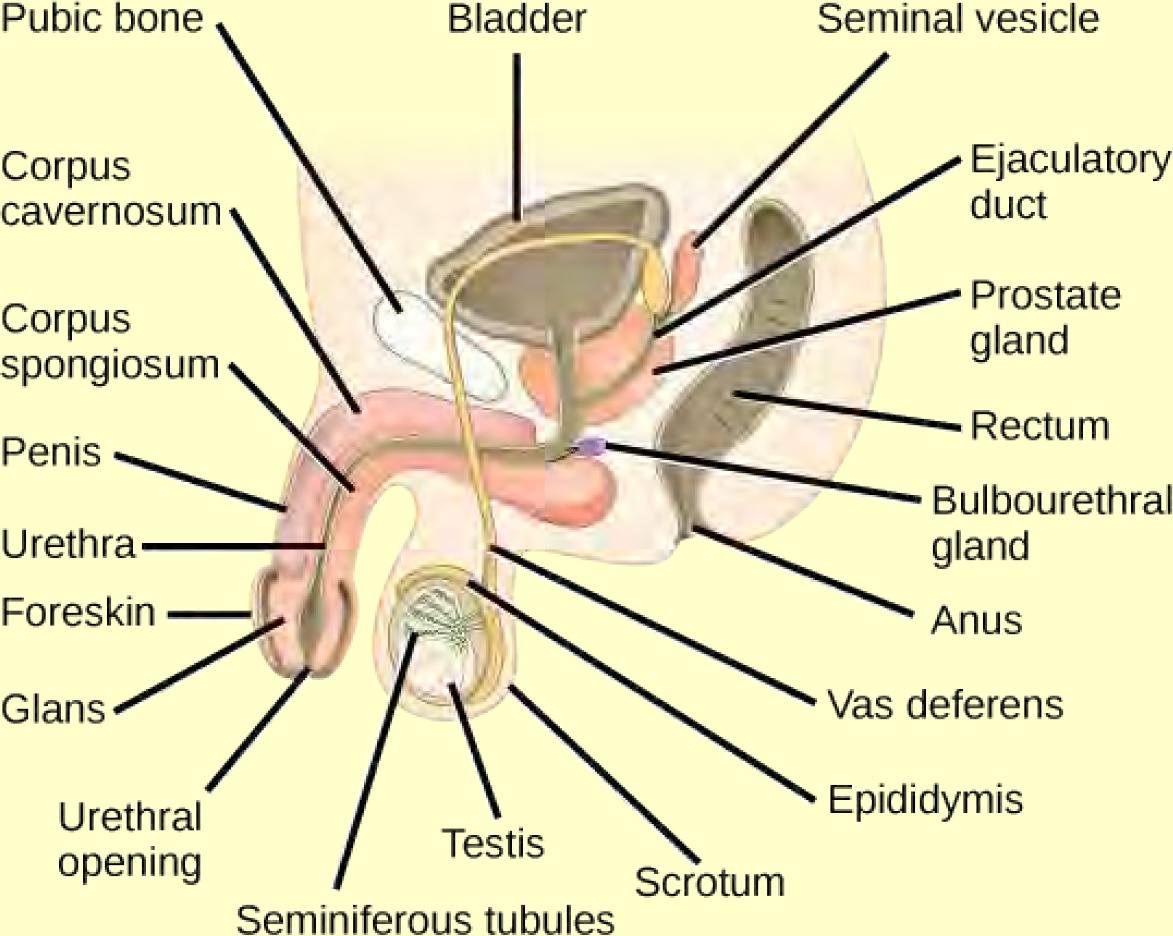 Illustration shows a cross section of the penis and testes. The penis widens at the end, into the glans, which is surrounded by the foreskin. The urethra is an opening that runs through the middle of the penis to the bladder. The tissue surrounding the urethra is the Corpus spongiosum, and above the Corpus spongiosum is the Corpus cavernosum. The testes, located immediately behind the penis, are covered by the scrotum. Seminiferous tubules are located in the testes. The epididymis partly surrounds the sac containing the seminiferous tubules. The Vas deferens is a tube connecting the seminiferous tubules to the ejaculatory duct, which begins in the prostate gland. The prostate gland is located behind and below the bladder. The seminal vesicle, located above the prostate, also connects to the seminal vesicle. The bulbourethral gland connects to the ejaculatory duct where the ejaculatory duct enters the penis.