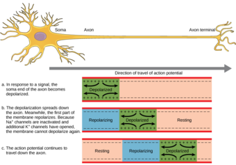 Action potential travel along a neuronal axon