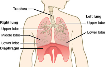 Lung structure