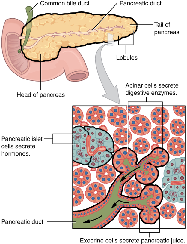 Exocrine and endocrine pancreas