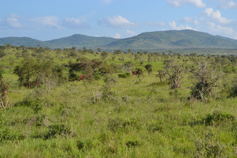 Savannas