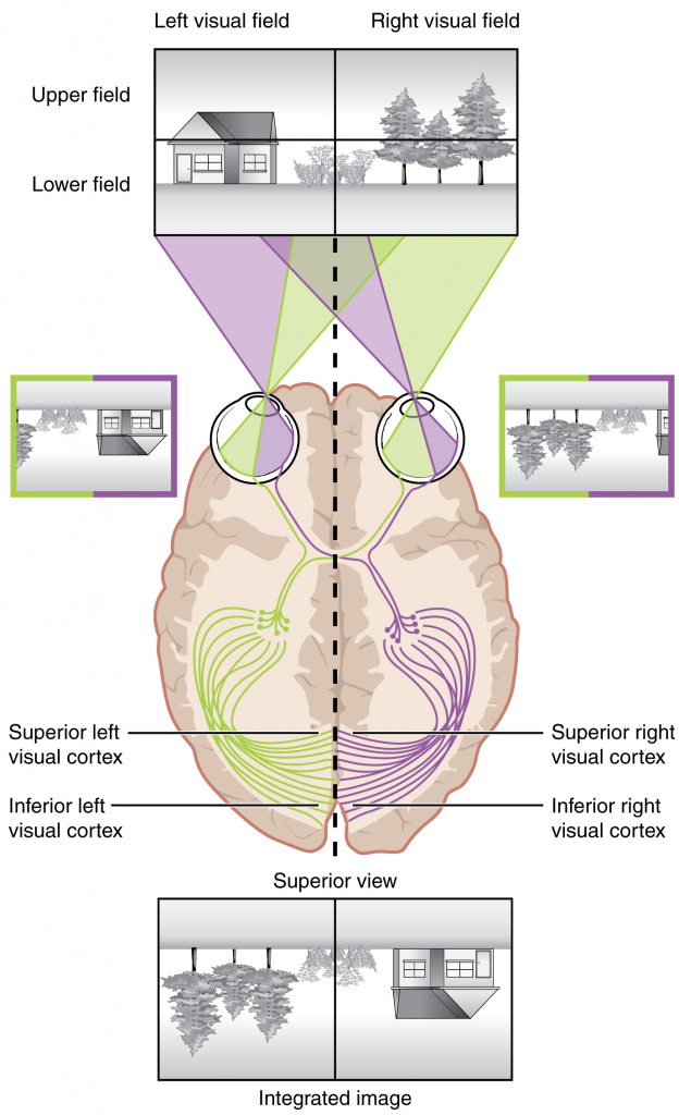 Topographic mapping of the retina onto the visual cortex