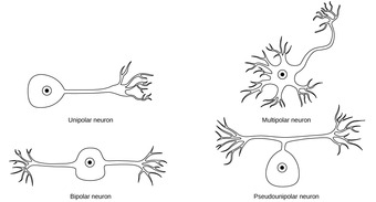 Types of Neurons