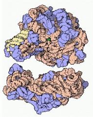 rRNA as part of a ribosome (rRNA is only the orange strings); rRNA, together with proteins, forms ribosomes