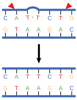 Nucleotide Excision Repairs