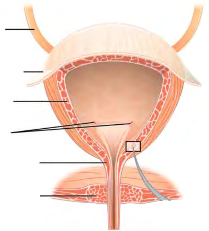 Predefined spaces to Label the structures of the bladder