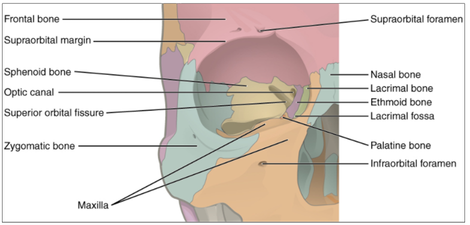 Diagram of bones of the orbit