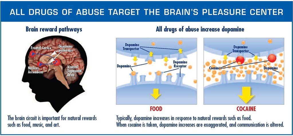Schematic of normal and addicted synapse with dopamine uptake difference shown