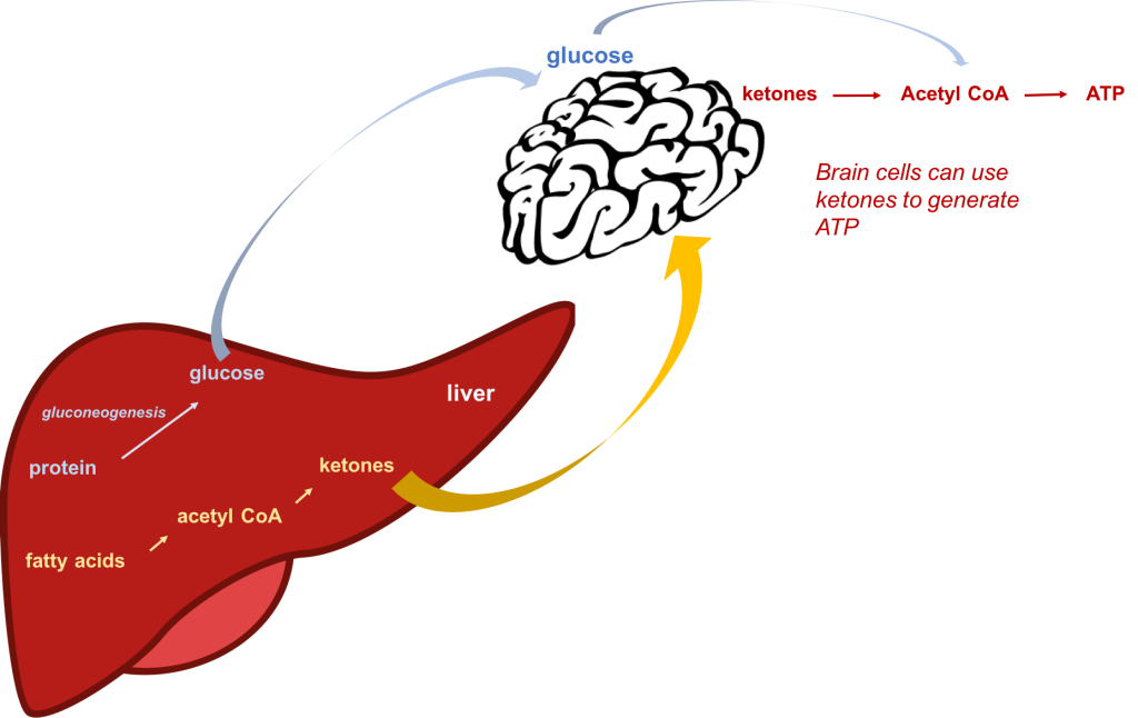 Schematic showing that during starvation or when consuming a low-carbohydrate diet, protein (amino acids) can be used to make glucose by gluconeogenesis, and fats can be used to make ketones in the liver. The brain can adapt to using ketones as an energy source in order to conserve protein and prevent muscle wasting.