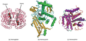 Different oxygen-carrying proteins