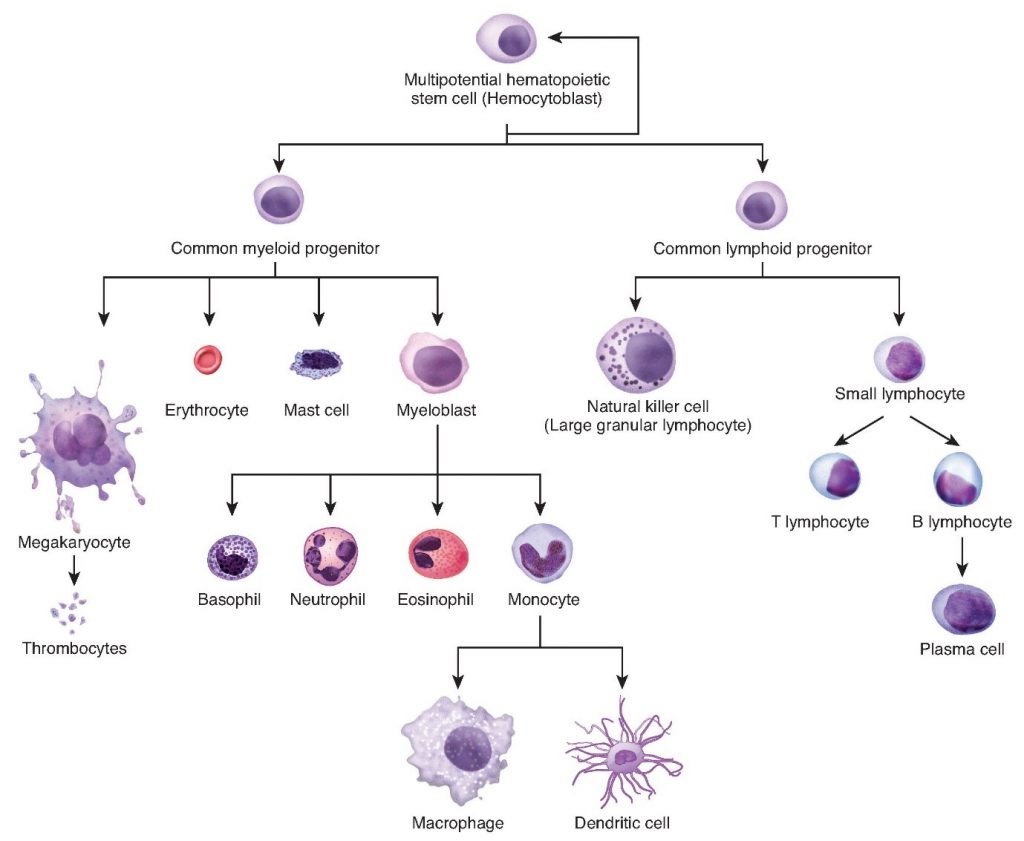 Diagram of Haematopoiesis.