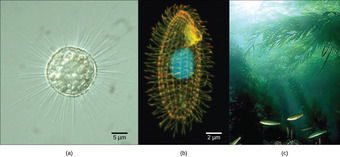Protist varieties