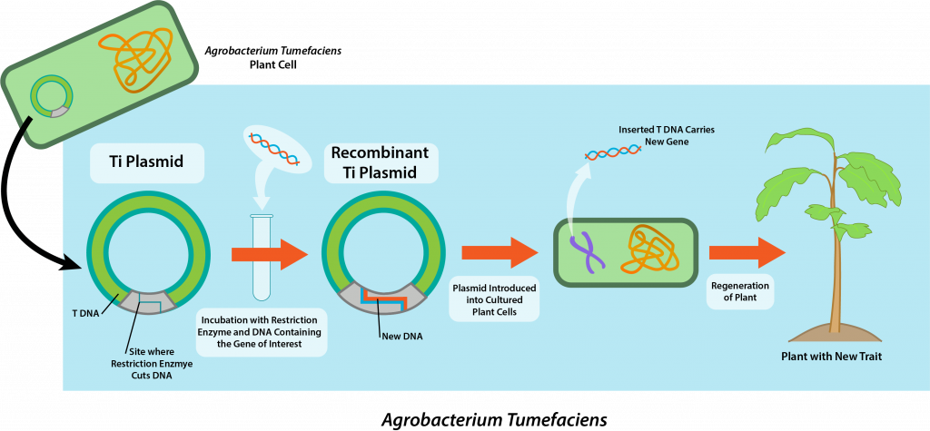 Tumor-Inducing Plasmid.