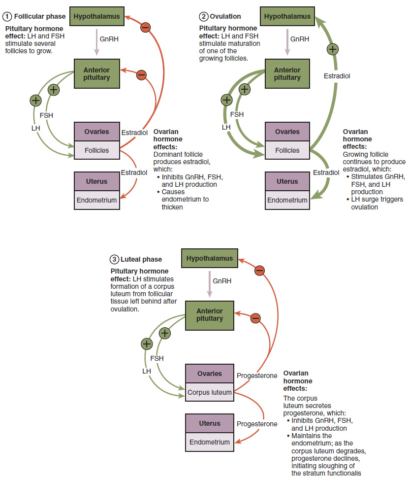 Hormonal regulation of ovulation.