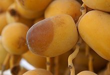 Date ripening
