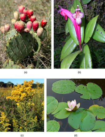 Reducing Transpiration
