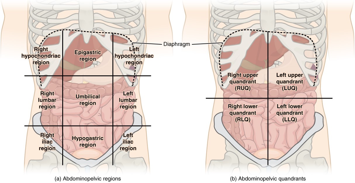 Abdomnopelvic area drawing with lines across to show the appropriate regions