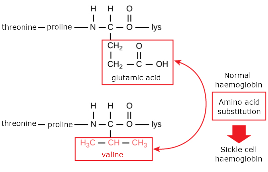 Haemoglobin amino acid composition