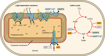 Light Reactions