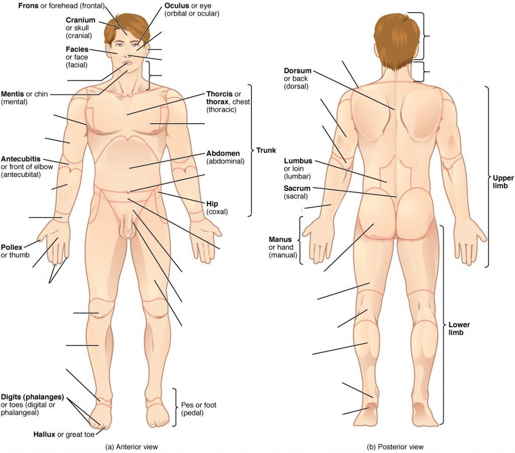Relative location in the anatomical position - Male