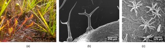 Trichomes