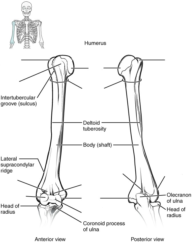 Label the features of the humerus by Anterior and Posterior view