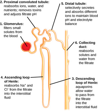 Nephron structure
