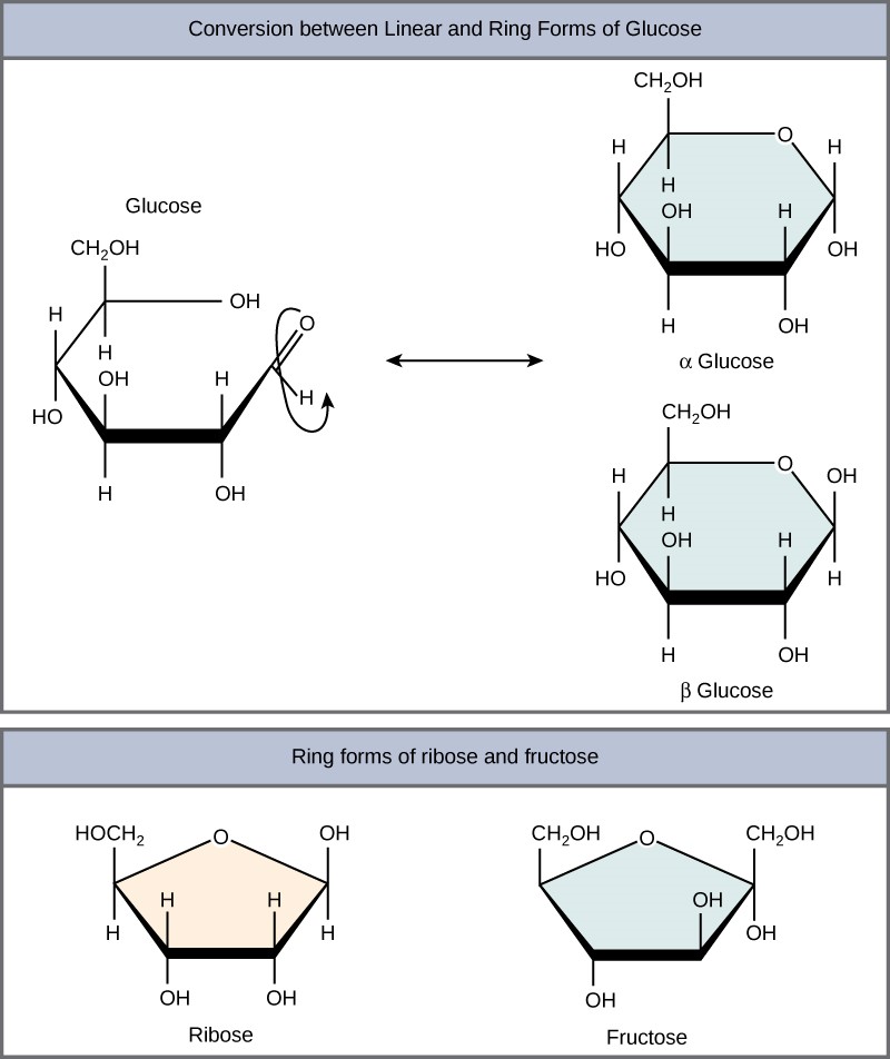 Conversion between linear and ring forms of glucose