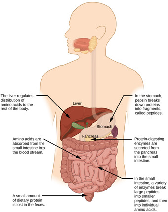 Protein digestion and absorption