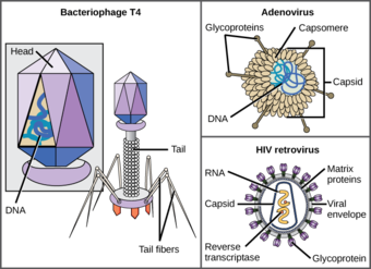 Examples of virus shapes