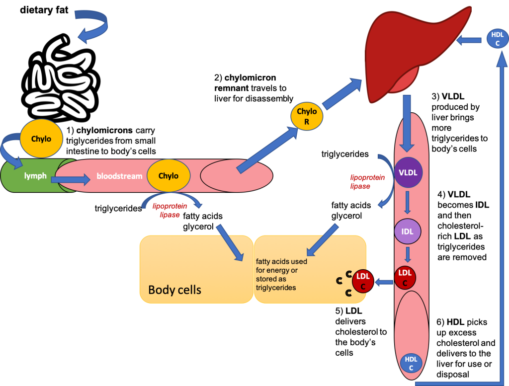 This cartoon diagram shows dietary fat entering the small intestine, being packaged in chylomicrons, and then being carried into the lymph and then bloodstream. Chylomicrons deliver triglycerides to the body's cells, and then chylomicron remnants travel to the liver. The liver produces VLDL, which also delivers triglycerides to the body's cells, and as triglycerides are removed, become IDL and LDL. HDL picks up excess cholesterol and returns it to the liver.