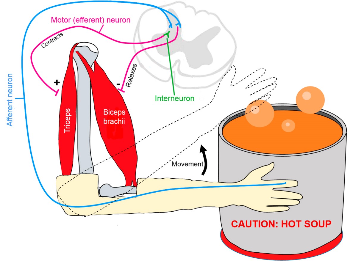 This diagram shows the pain withdrawal reflex arc activated when a hand touches a hot pan.
