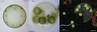 Volvox aureus