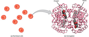 Hemoglobin