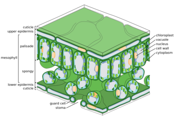 Structure of a leaf (cross-section)