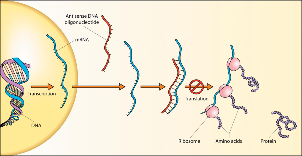 Antisense RNA