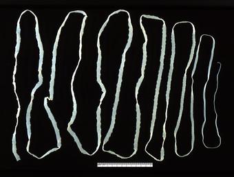 Cestodes