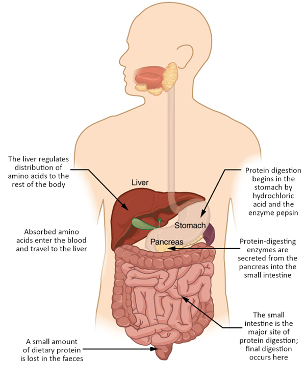 Digestion of protein