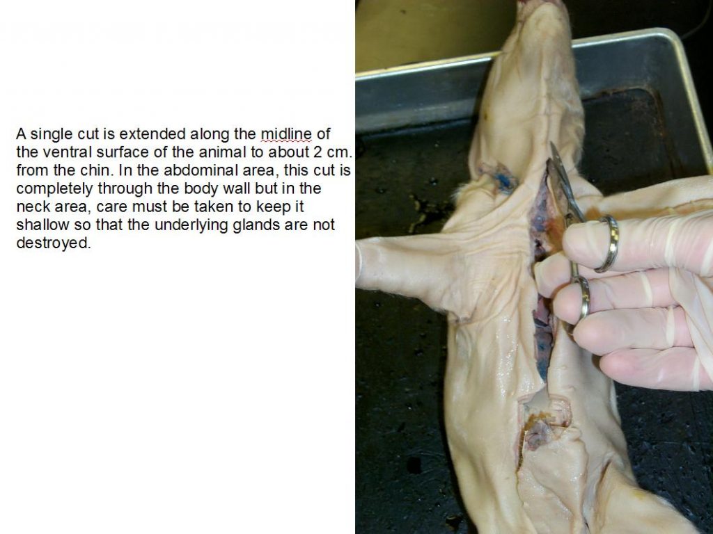 Mid-line thoracic cut.