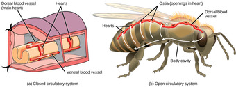Closed and open circulatory systems