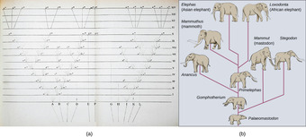 The Evolution of Species