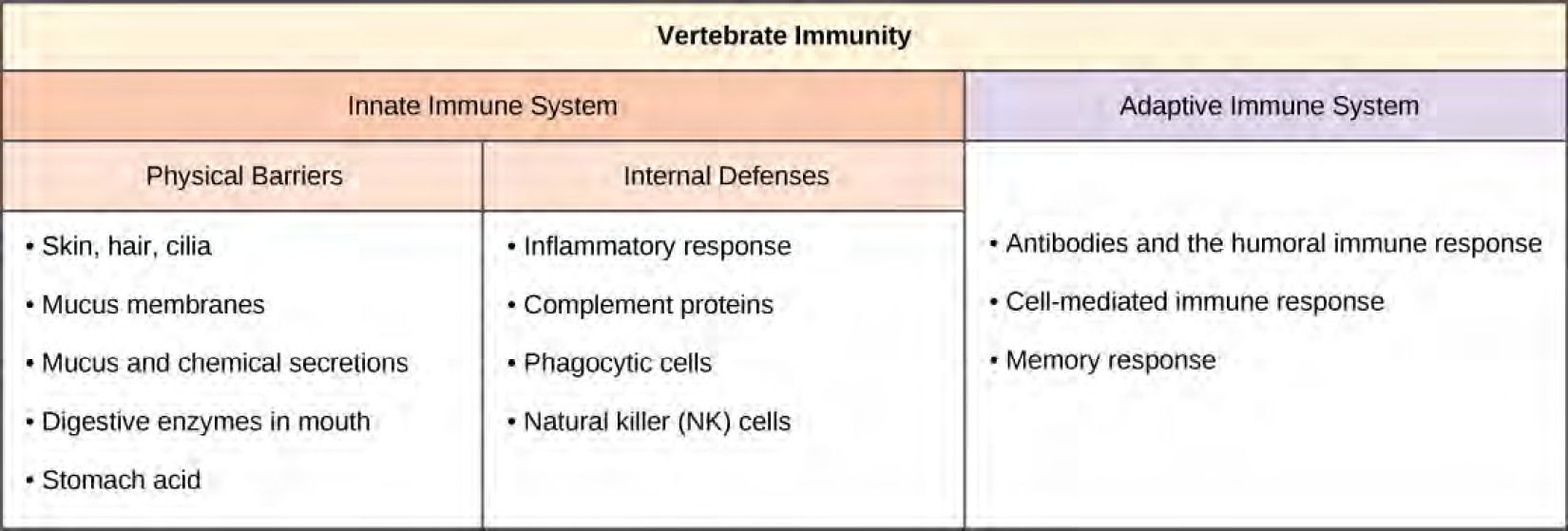  Table shows vertebrate immunity, with 2 columns for innate and adaptive immune system characteristics. The innate immune system if further divided into physical barriers and internal defenses. Under physical barriers are: skin, hairs, cilia, mucus membranes, mucus and chemical secretions, digestive enzymes in mouth, and stomach acid. Under internal defenses are: inflammatory response, complement proteins, phagocytic cells, and natural killer (NK) cells. In the adaptive immune system column are: antibodies and the humoral immune response, cell-mediated immune response, and memory response.