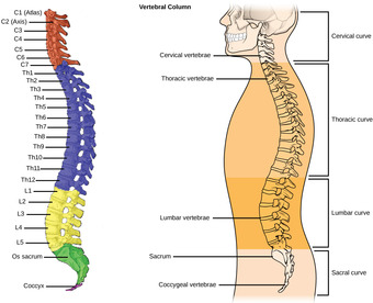 Vertebral column