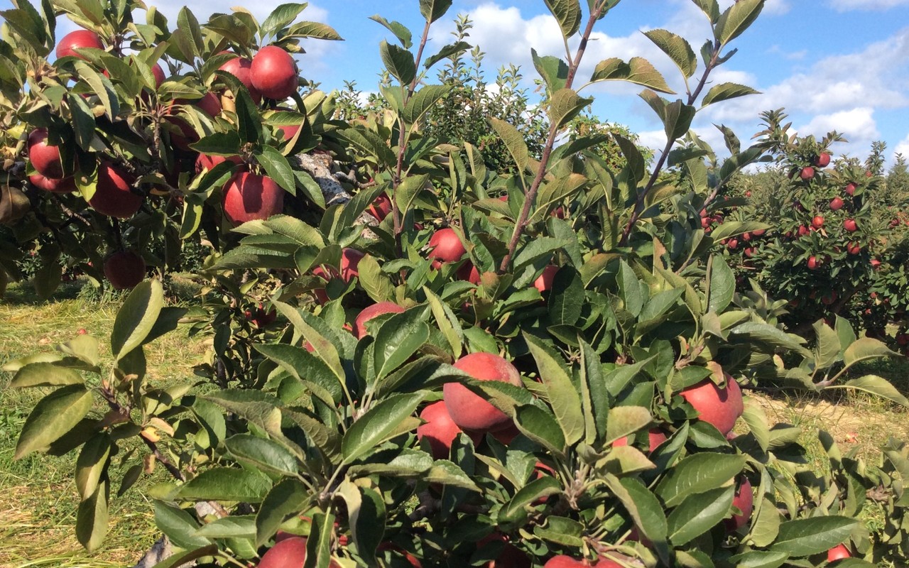 Apple orchard, the beautiful branches with fruits and leaves