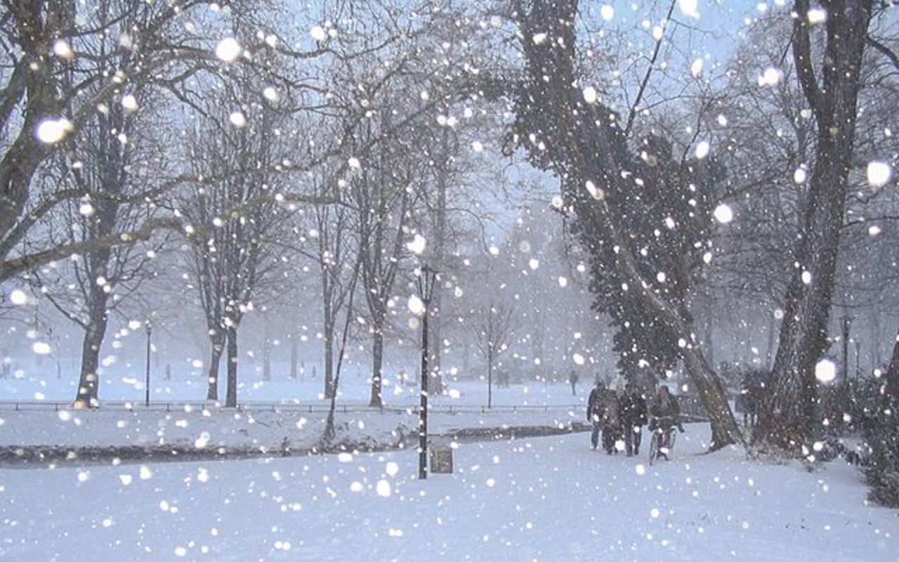 Snow falling in the woods